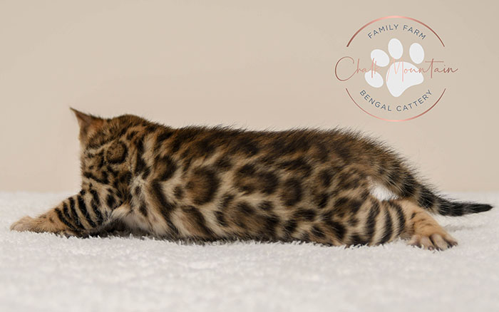 Bengal kitten for sale